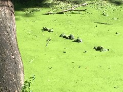 Day; Penn Yan; Outlet Trail